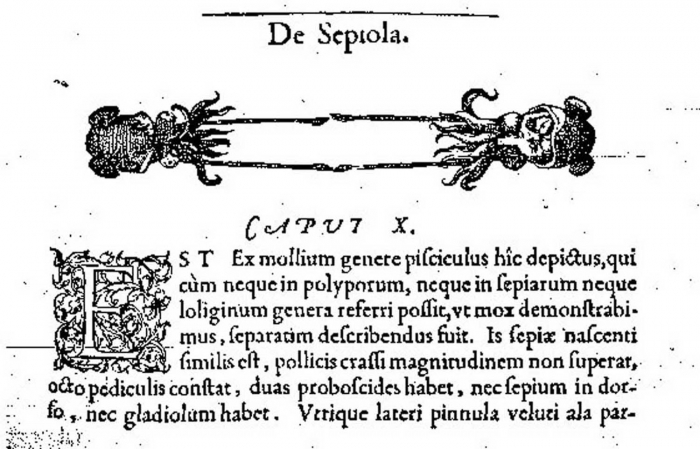 Figure in Rondelet (1553) cited by Linnaeus (1758) for Sepia sepiola Figure in Rondelet (1553) cited by Linnaeus (1758) for Sepia sepiola