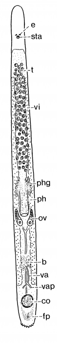Pseudomonocelis ophiocephala Pseudomonocelis ophiocephala