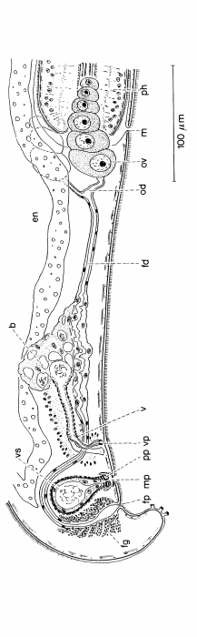 Pseudomonocelis ophiocephala