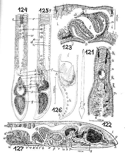 Nematoplana asita