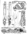 Platyhelminthes (flatworms)