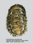 Acanthopleura brevispinosa