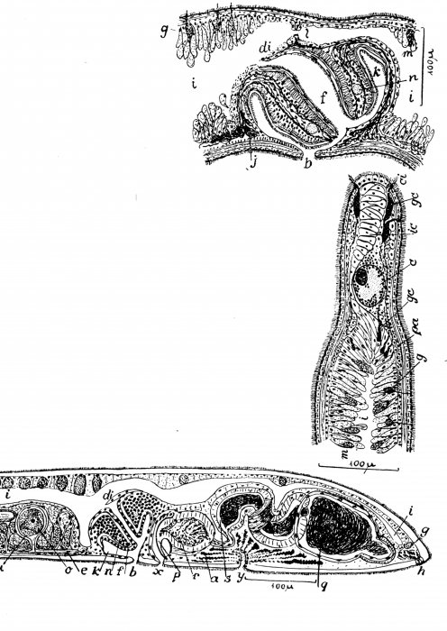 Nematoplana asita