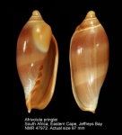 Marginellonidae