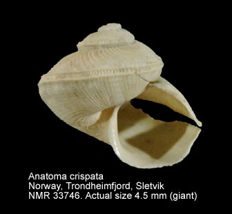 Anatoma crispata