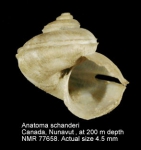 Anatomidae 