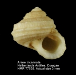 Areneidae