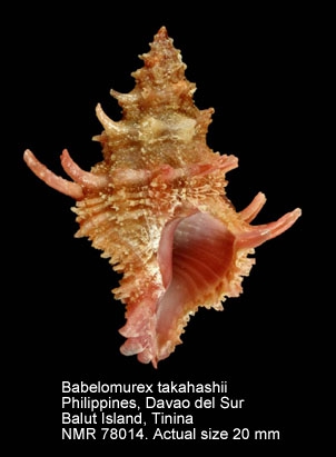 Babelomurex takahashii