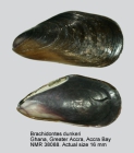 Brachidontes dunkeri