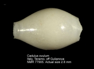 Cadulus ovulum
