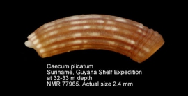 Caecum plicatum