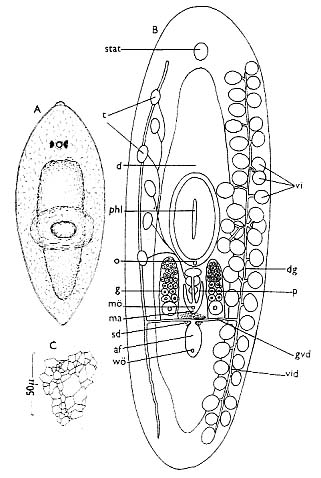 Otomesostoma auditivum Otomesostoma auditivum