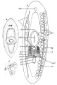Platyhelminthes (flatworms)