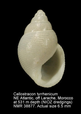 Callostracon tyrrhenicum