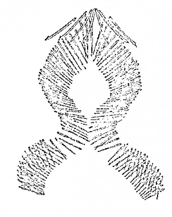 Bothriomolus balticus Bothriomolus balticus