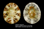 Cellana capensis