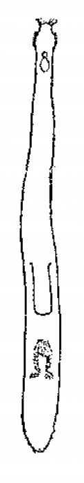 Bothriomolus balticus Bothriomolus balticus