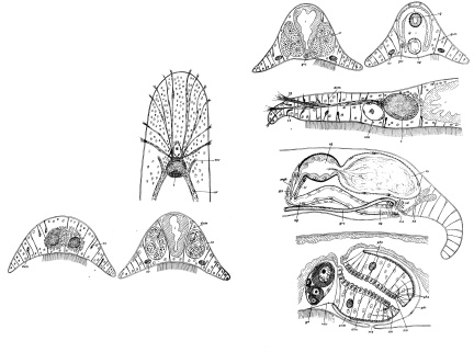 Bulbotoplana acephala Bulbotoplana acephala