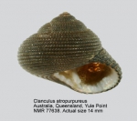 Clanculus atropurpureus