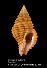 Clivipollia pulchra
