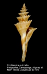 Cochlespiridae