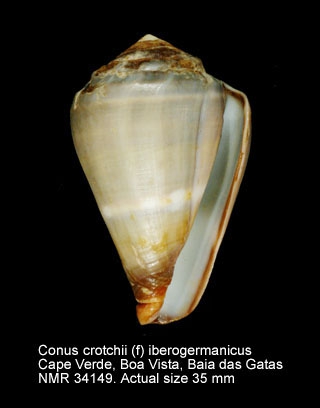 Conus crotchii