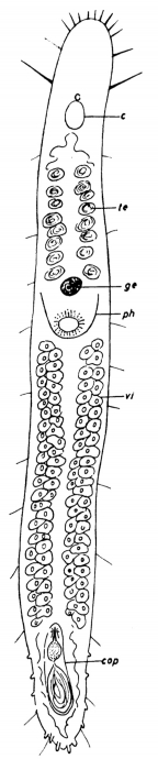 Bulbotoplana acephala Bulbotoplana acephala