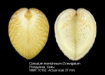 Corculum monstrosum
