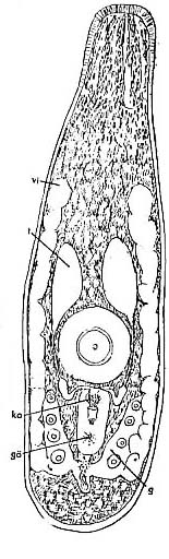 Parotoplana multispinosa Parotoplana multispinosa