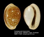 Cypraeovula fuscorubra