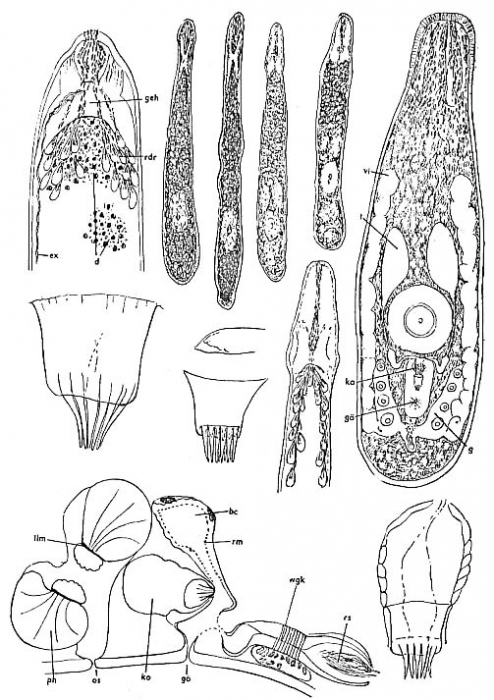 Parotoplana multispinosa Parotoplana multispinosa