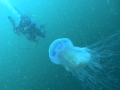 Scyphozoa (jelly fish)