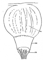 Parotoplana multispinosa