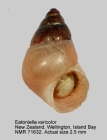 Eatoniella varicolor