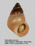 Eatoniella varicolor