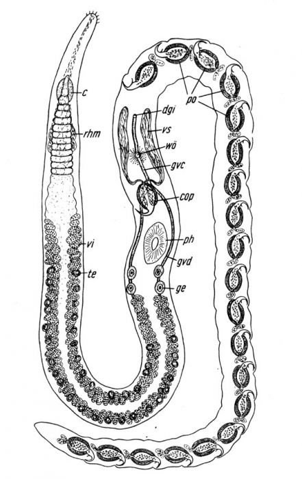 Polystyliphora filum Polystyliphora filum