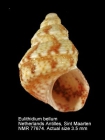 Eulithidium bellum