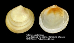 Felaniella zelandica