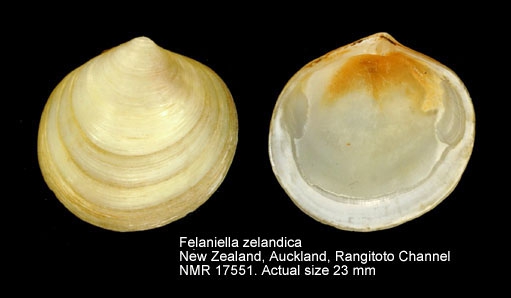 Felaniella zelandica