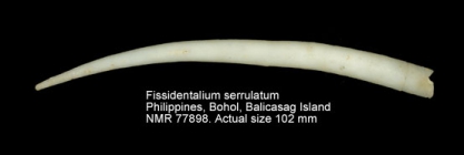 Fissidentalium serrulatum