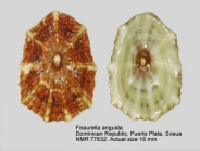 Fissurella angusta