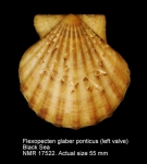 Flexopecten glaber ponticus