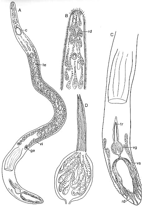 Carenscoilia monostyla Carenscoilia monostyla