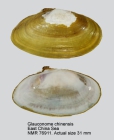 Glauconome chinensis