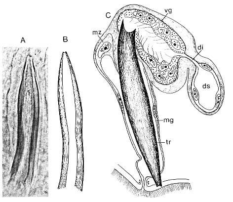 Carenscoilia monostyla Carenscoilia monostyla