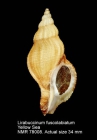 Lirabuccinum fuscolabiatum