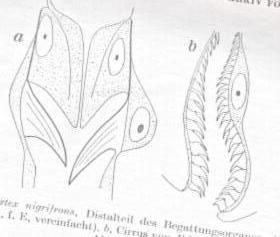 Entomophthorales