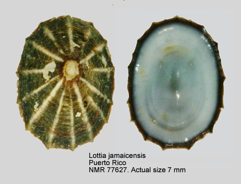 Lottia jamaicensis