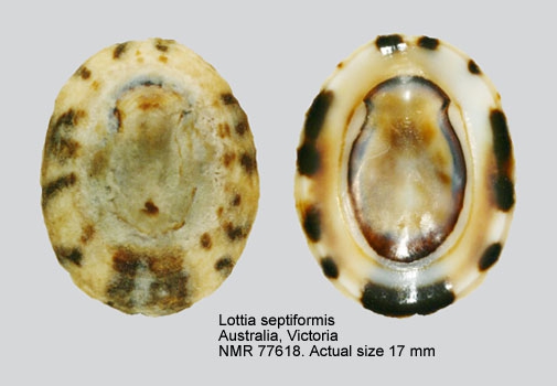 Lottia septiformis