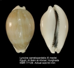 Lyncina camelopardalis